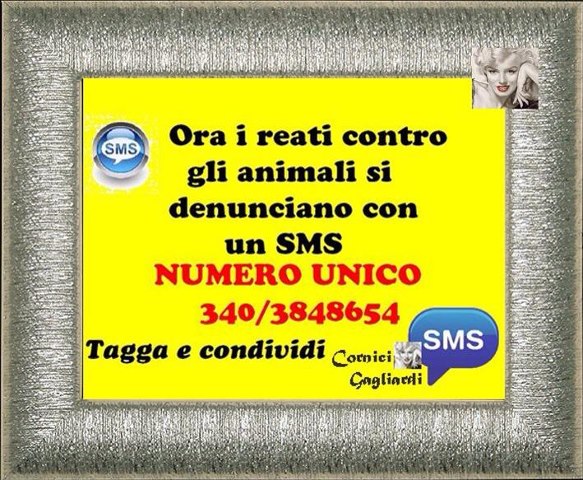 animali........jpg